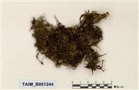 藏品(短喙塔苔)的圖片